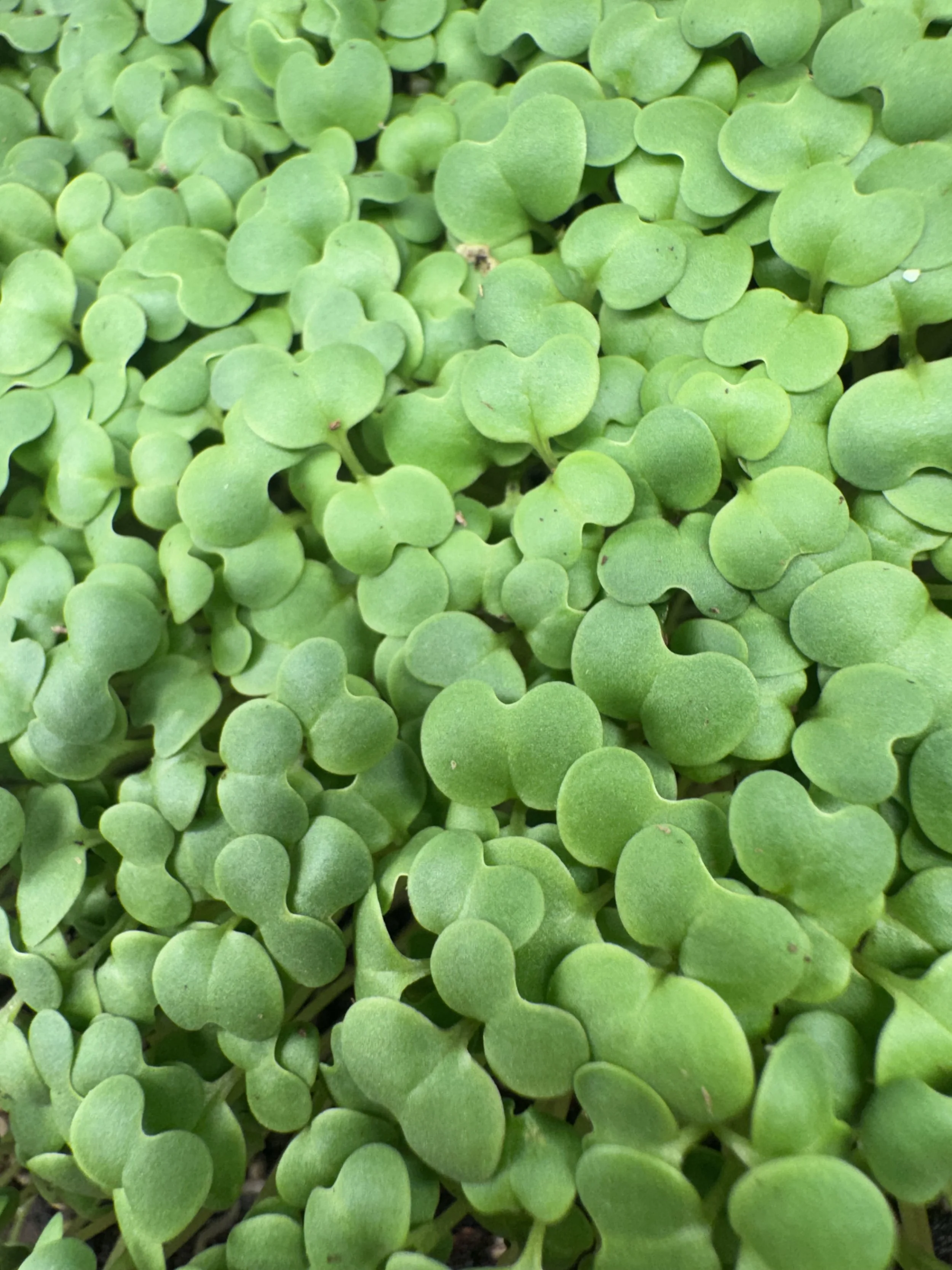 Spicy Brown Mustard Micros (1oz)