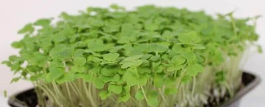 Wasabi Mustard Micros (1oz)