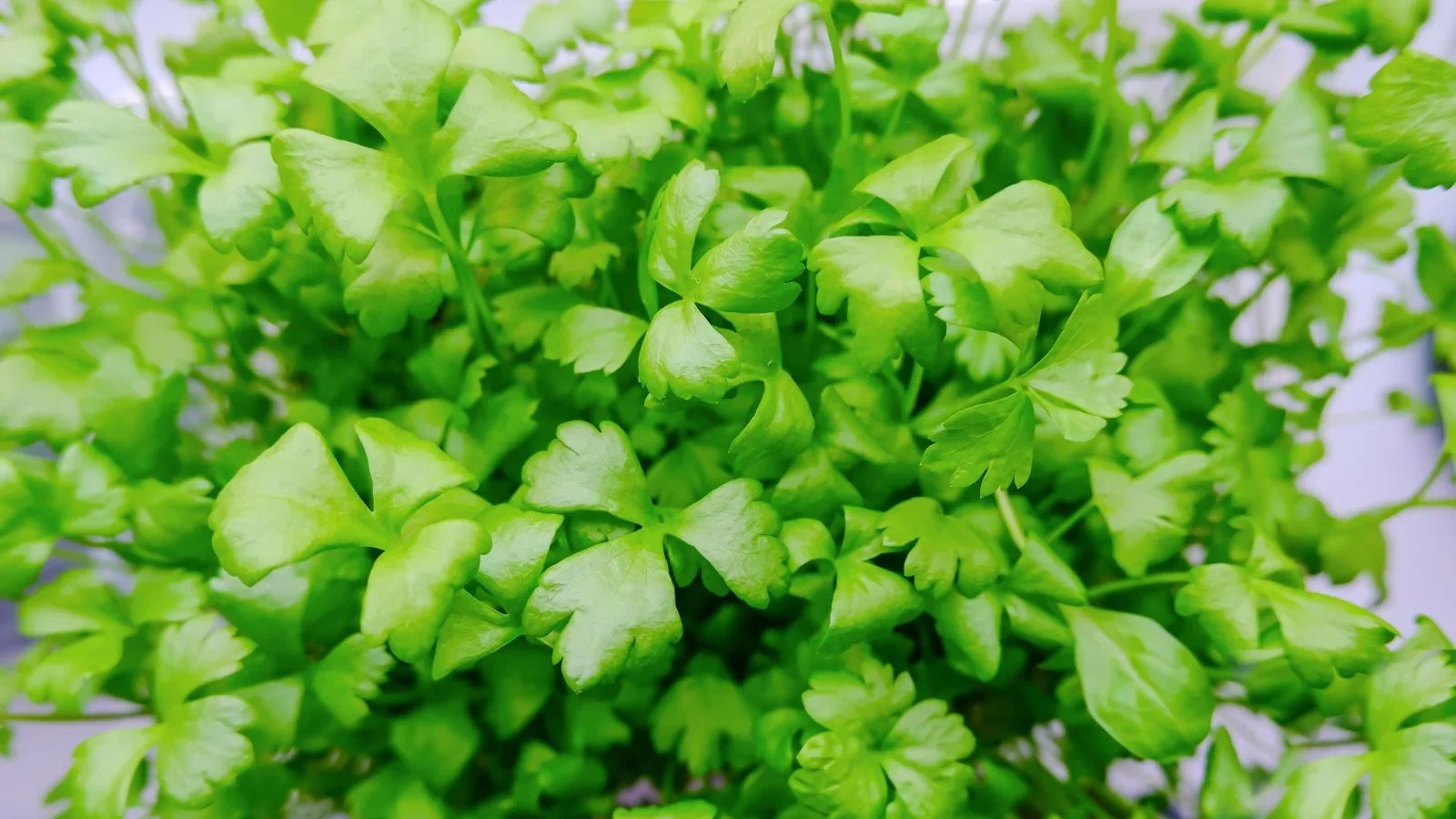 Bright-green-celery-microgreens.webp