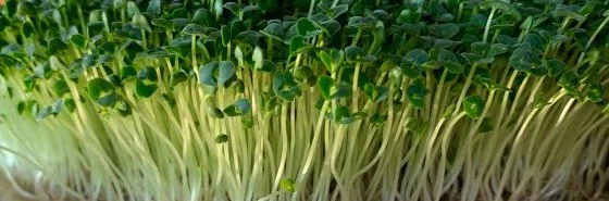 Chia Microgreens (10x10 tray - cut) **Grown to Order**