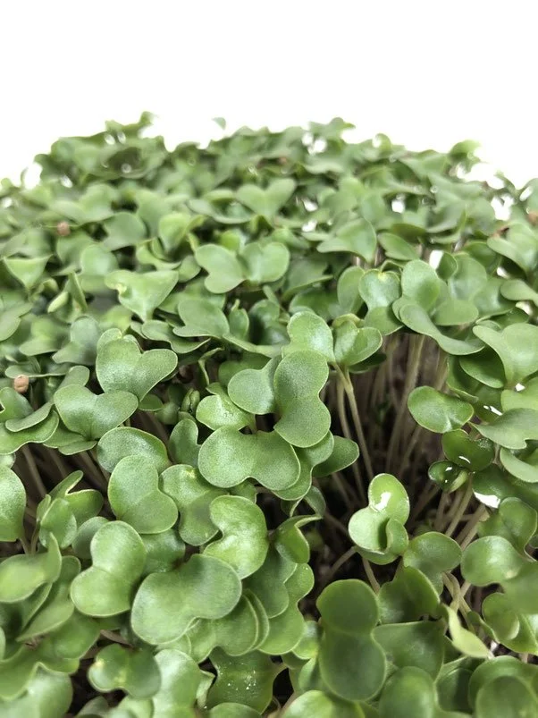 Cauliflower MIcrogreens (10x10 tray - cut) **Grown to Order**