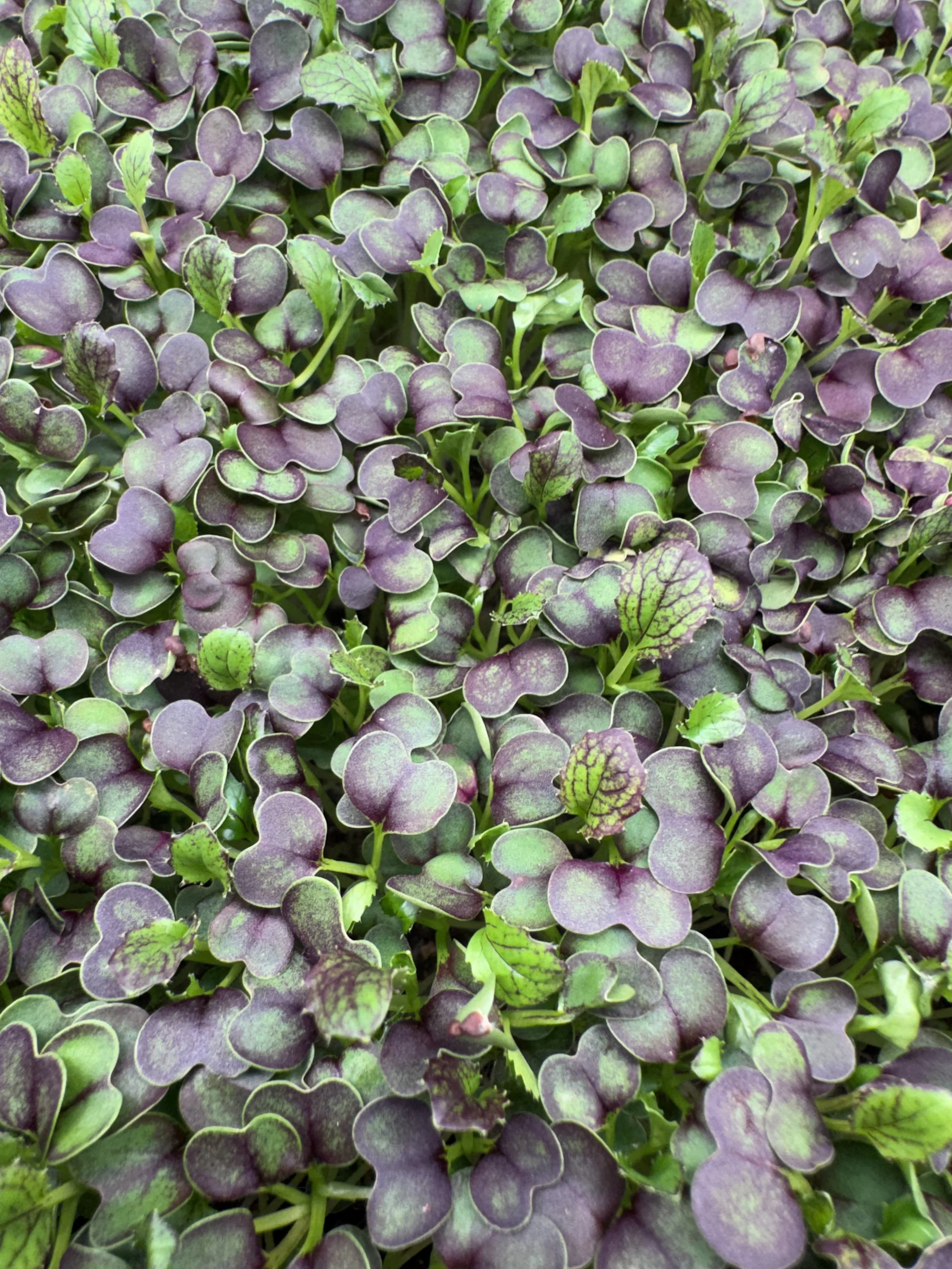 Mizuna Microgreens (1oz)