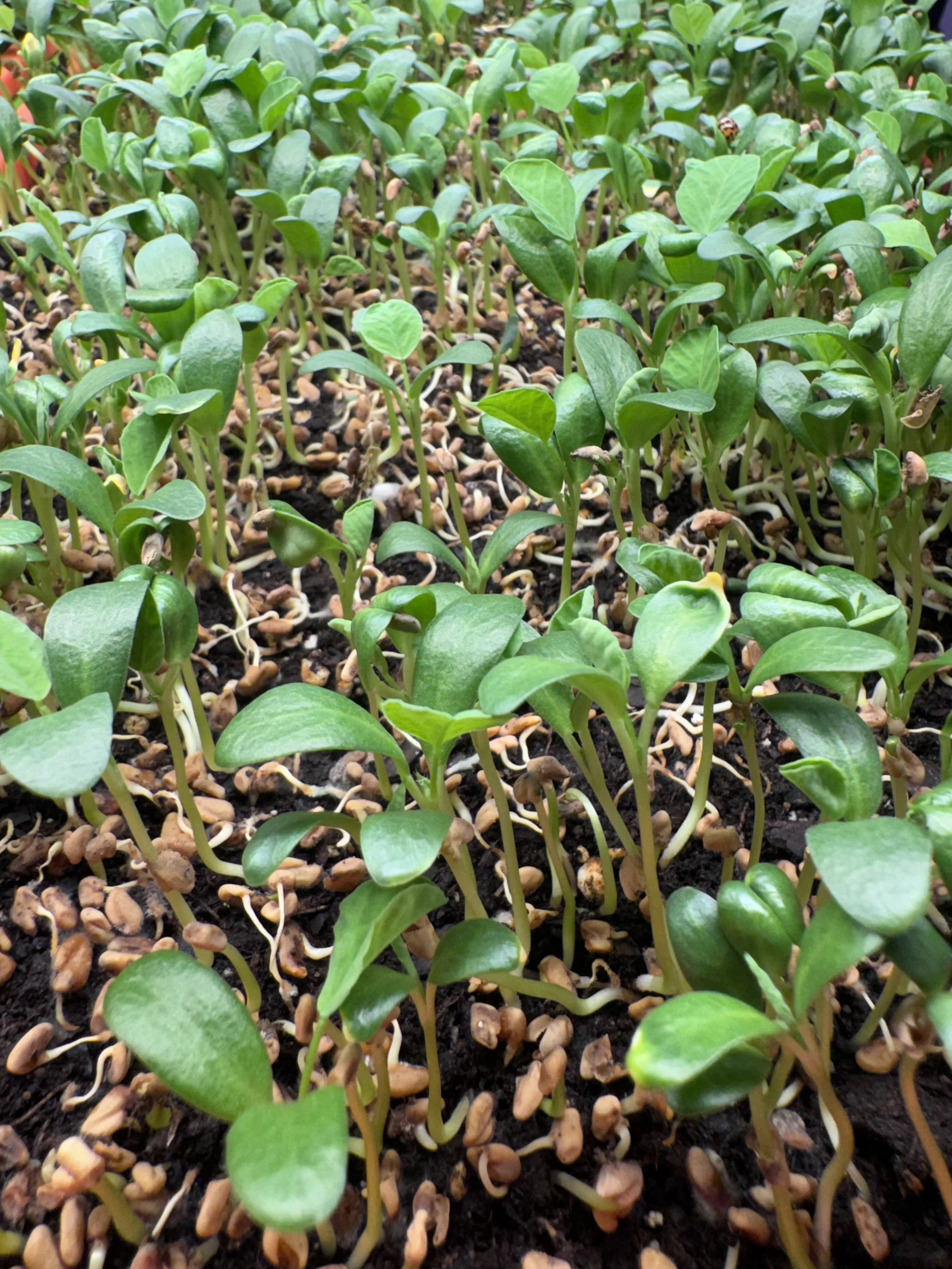 Fenugreek Microgreens (1/2oz)