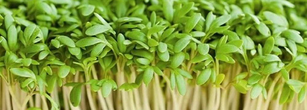 Cress Microgreens (10x10 tray - cut) **Grown to Order**