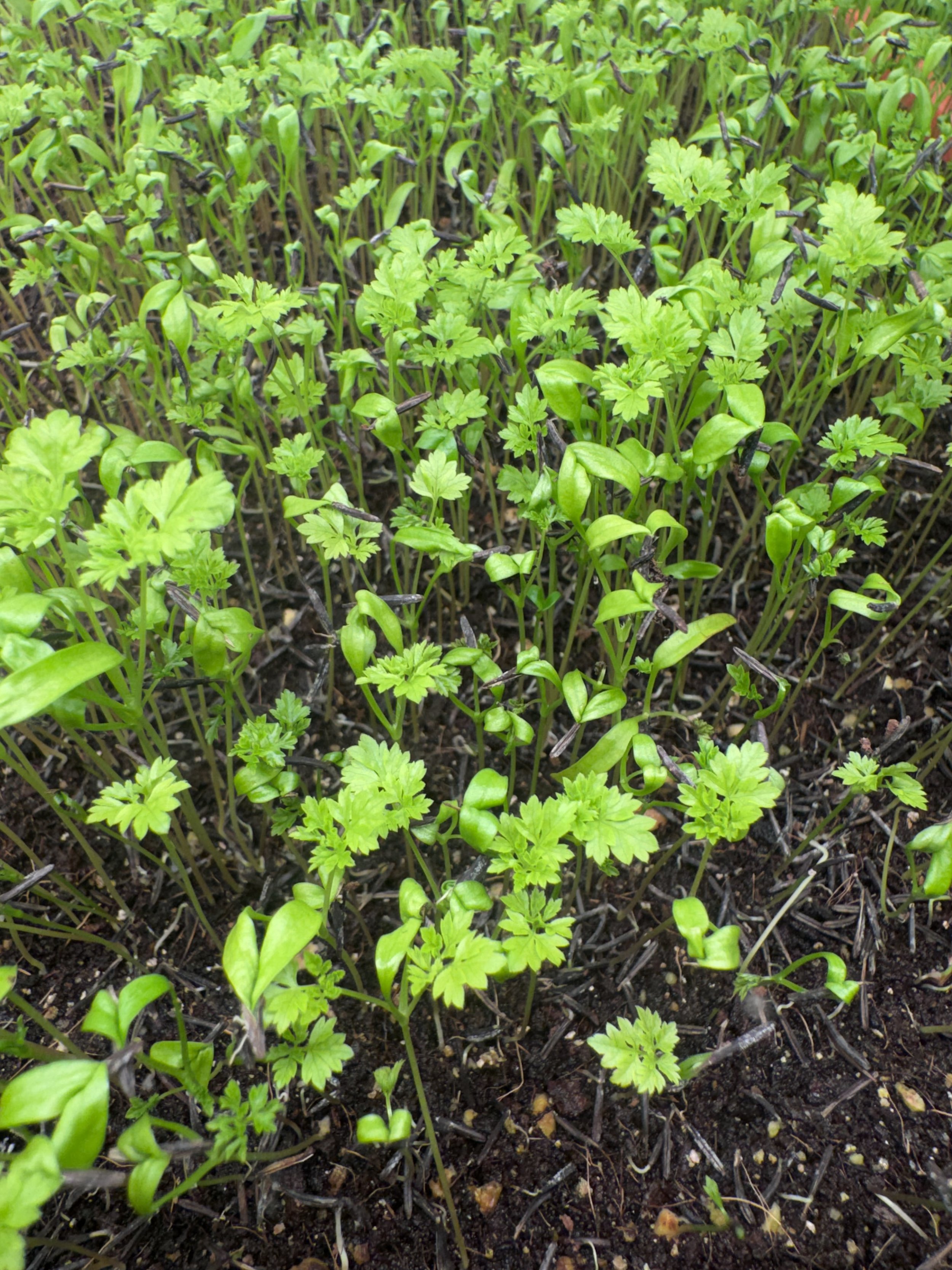 Chervil Microgreens  (1/2oz)