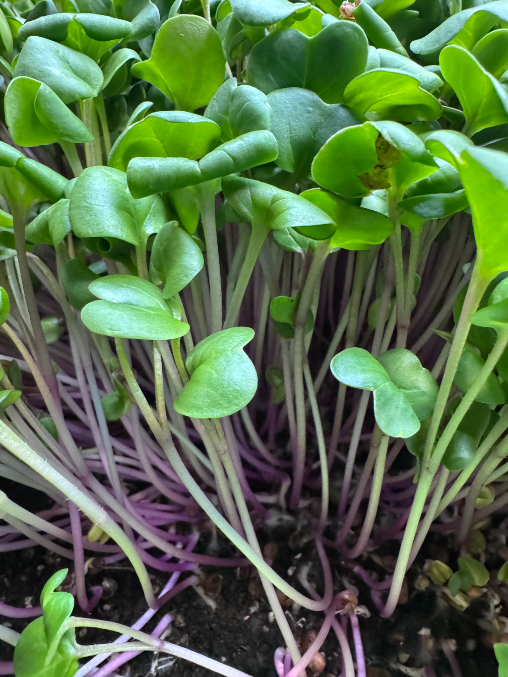 Radish, China Rose (10x10 tray - cut) **Grown to Order**