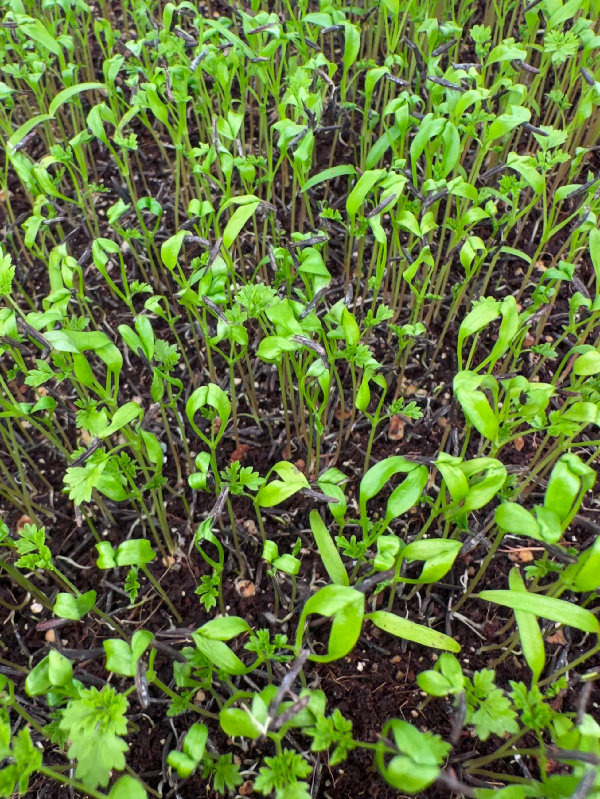 Chervil Microgreens  (1/2oz)