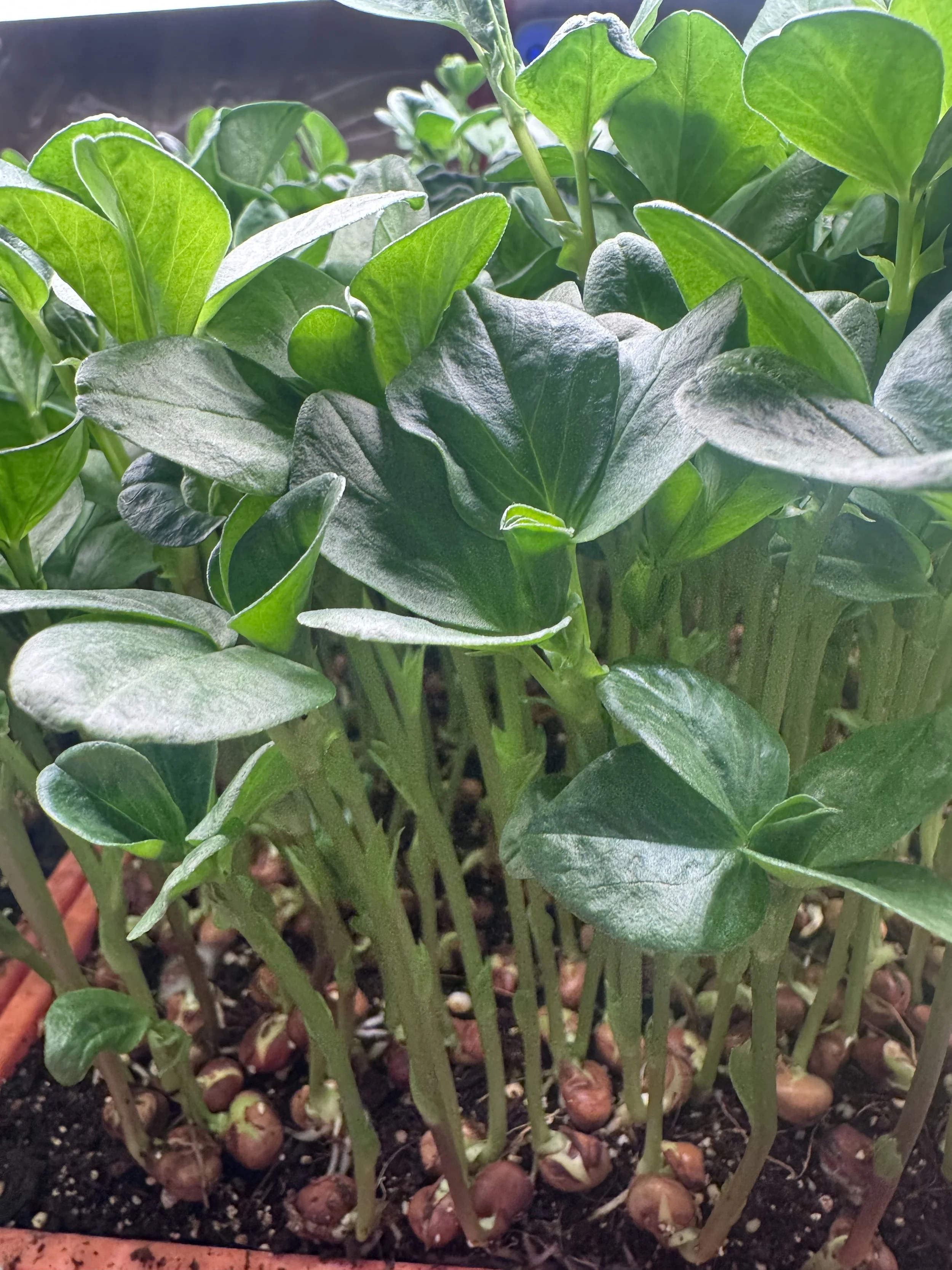Fava Bean Shoots (2oz)