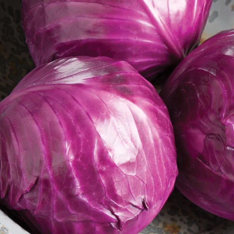 Ruby Perfection Cabbage Plant **Pre-Order Only**