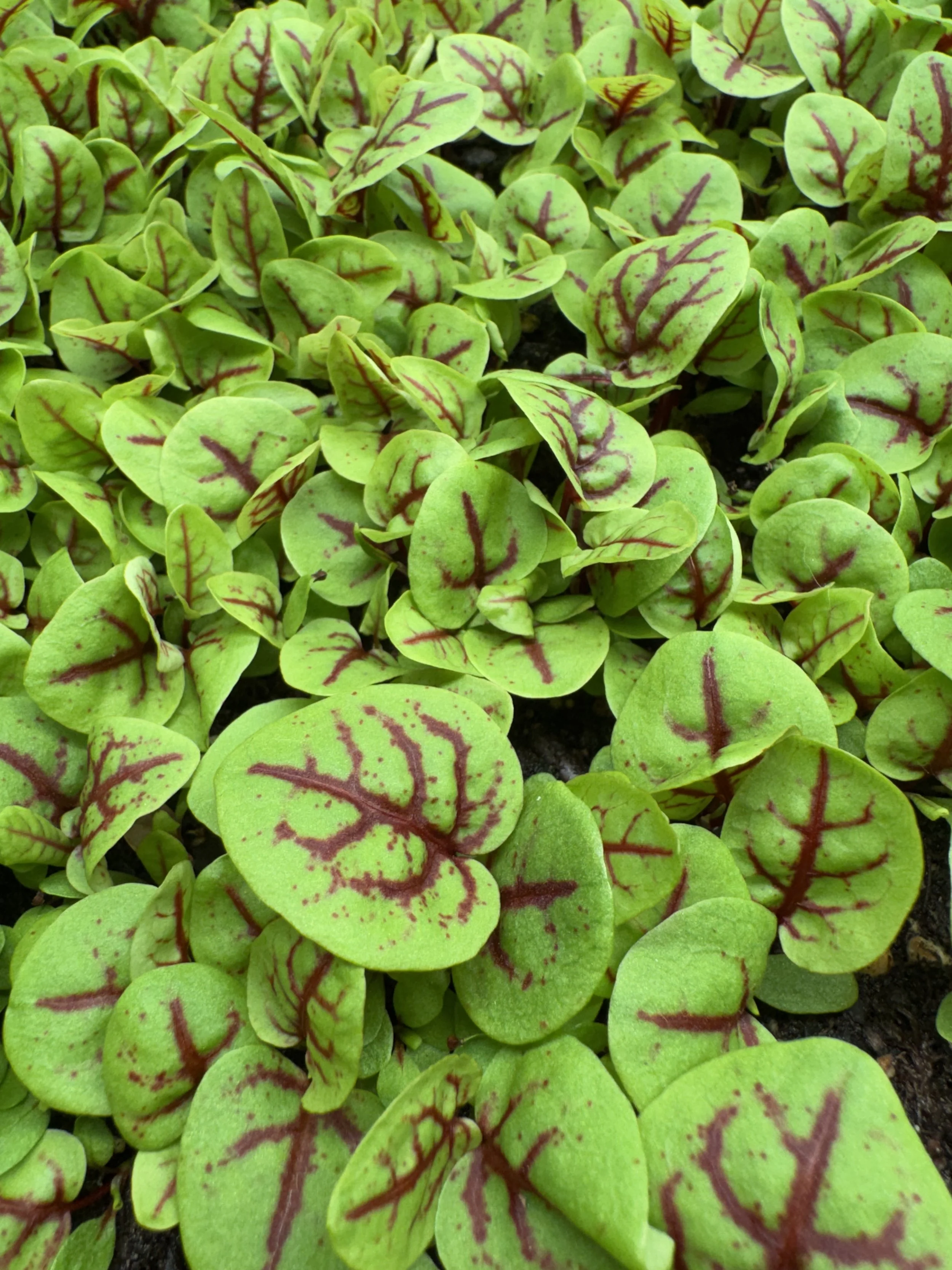Sorrel, Red Veined (10x10 tray - cut) **Grown to Order**