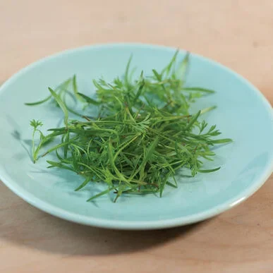 Carrot Microgreens (10x10 tray - cut) **Grown to Order**