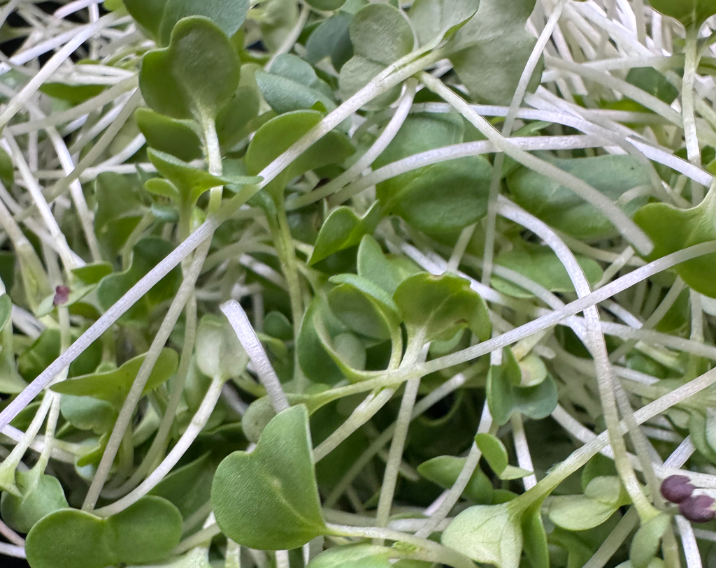 Turnip Microgreens (1oz)