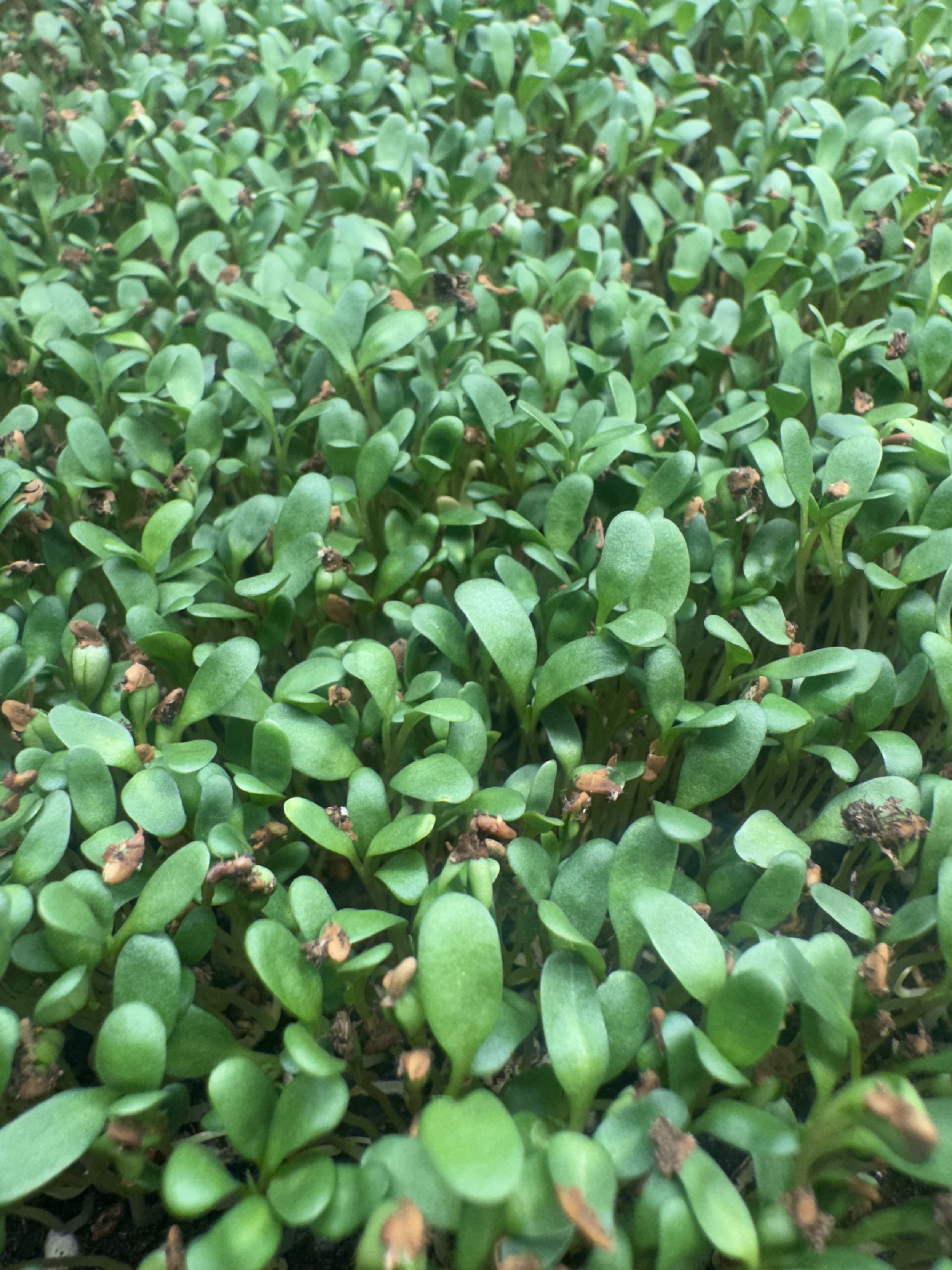 Alfalfa Micros (10x10 tray - cut) **Grown to Order**