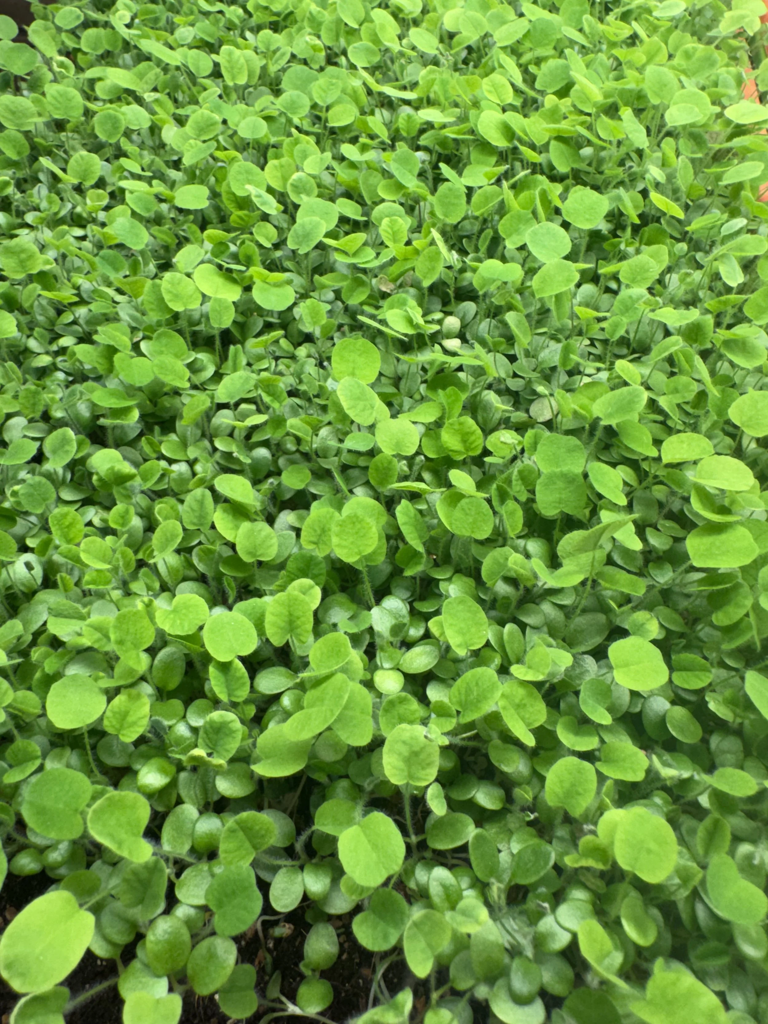 Red Clover Microgreens (1oz)