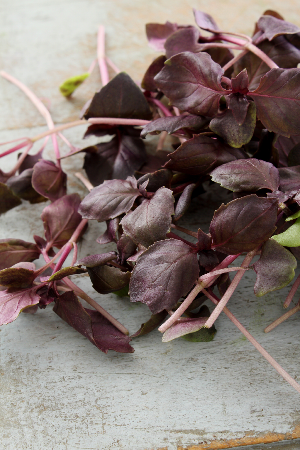 Basil, Dark Opal Micros (10x10 tray - cut) **Grown to Order**