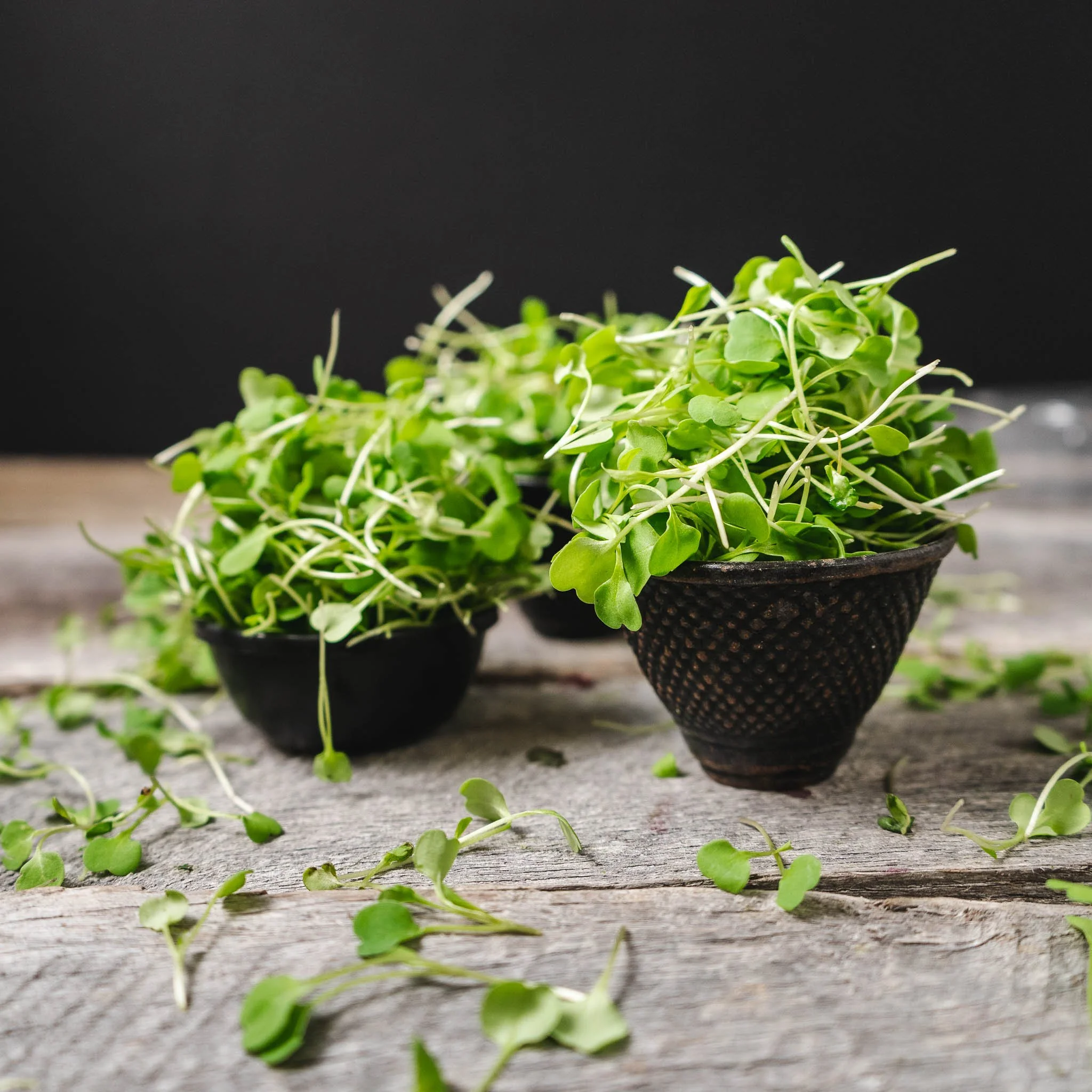 micro_arugula_1.jpg