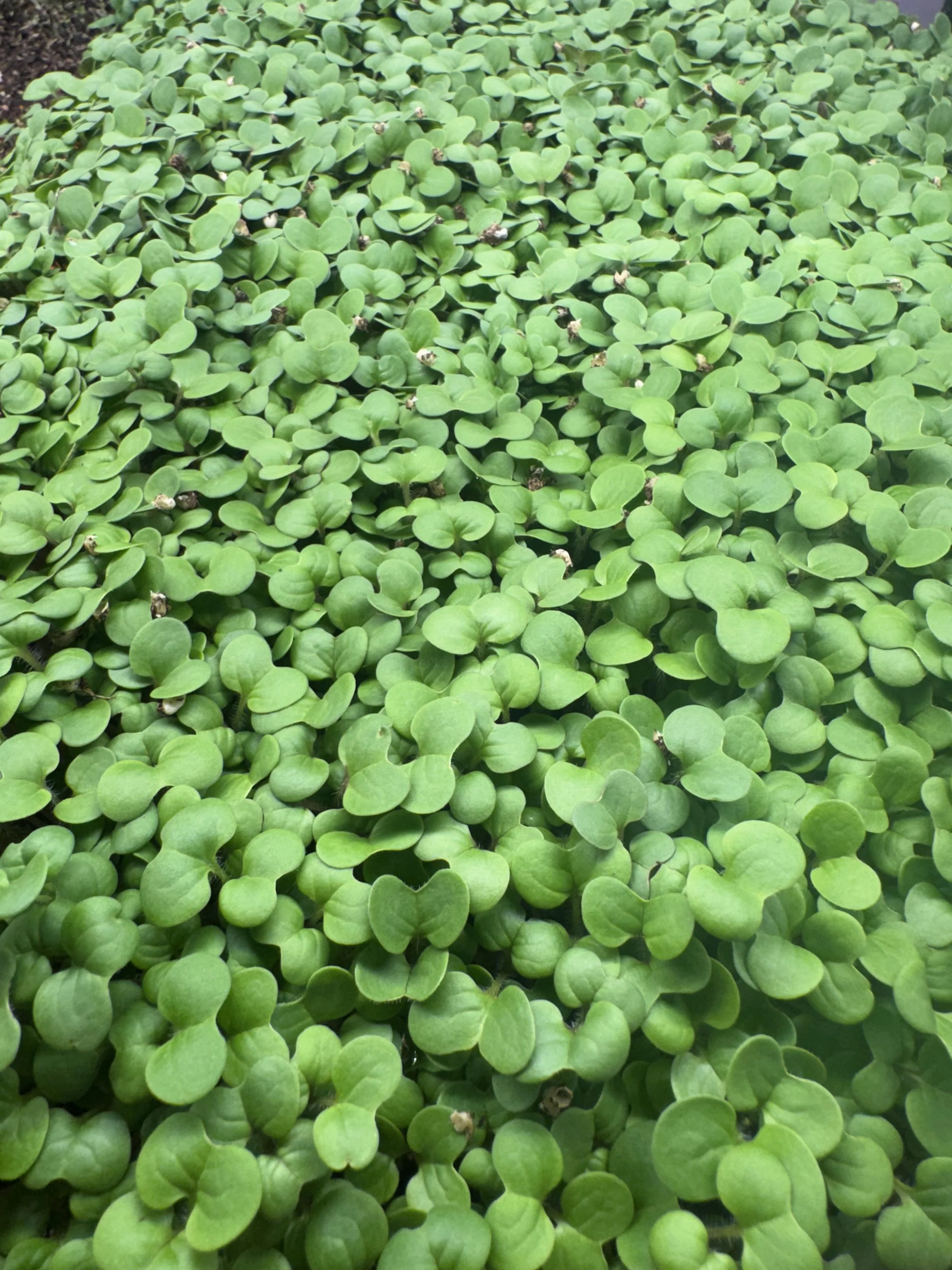 Yellow Mustard (1oz)