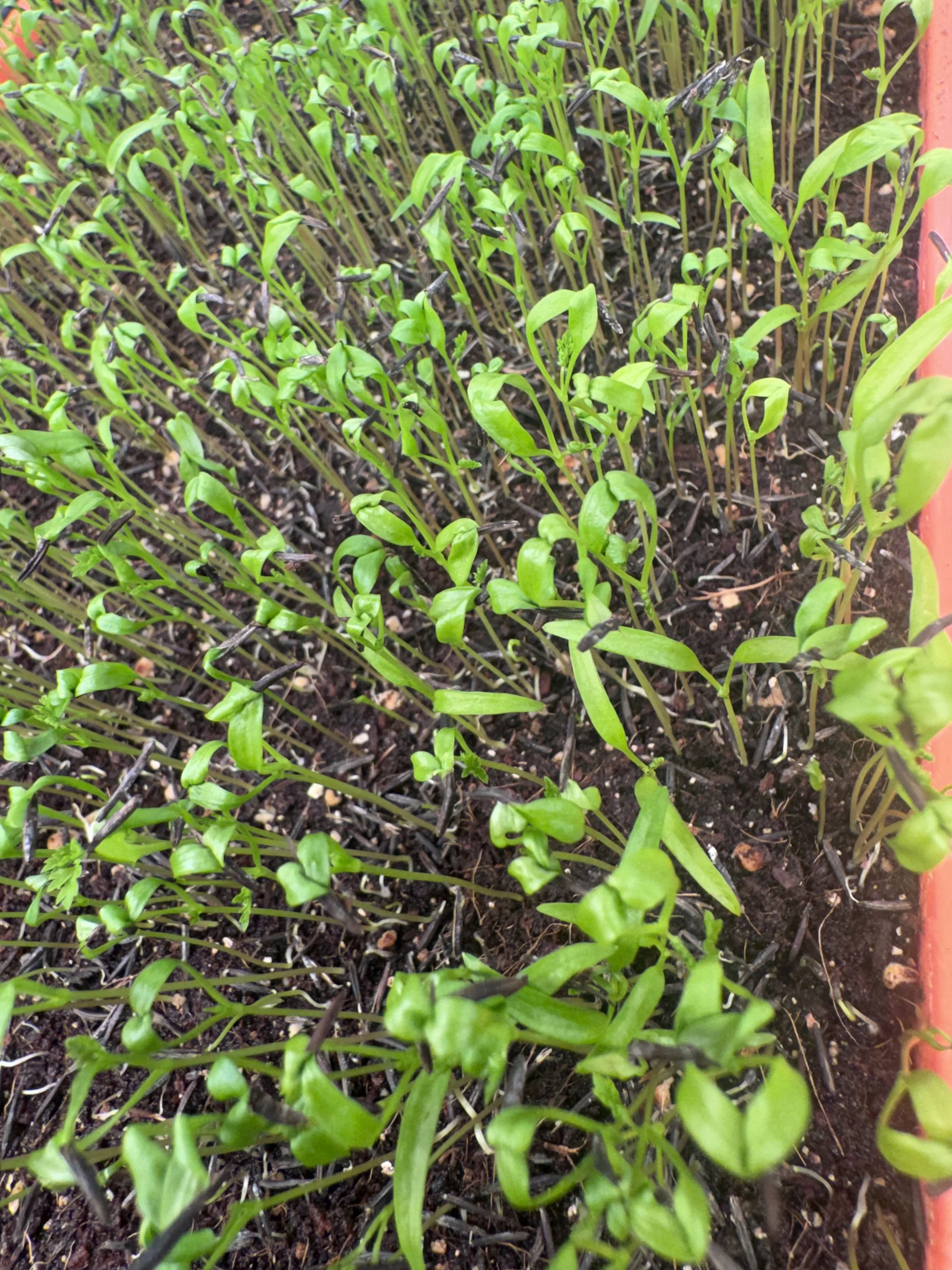 Chervil Microgreens  (1/2oz)