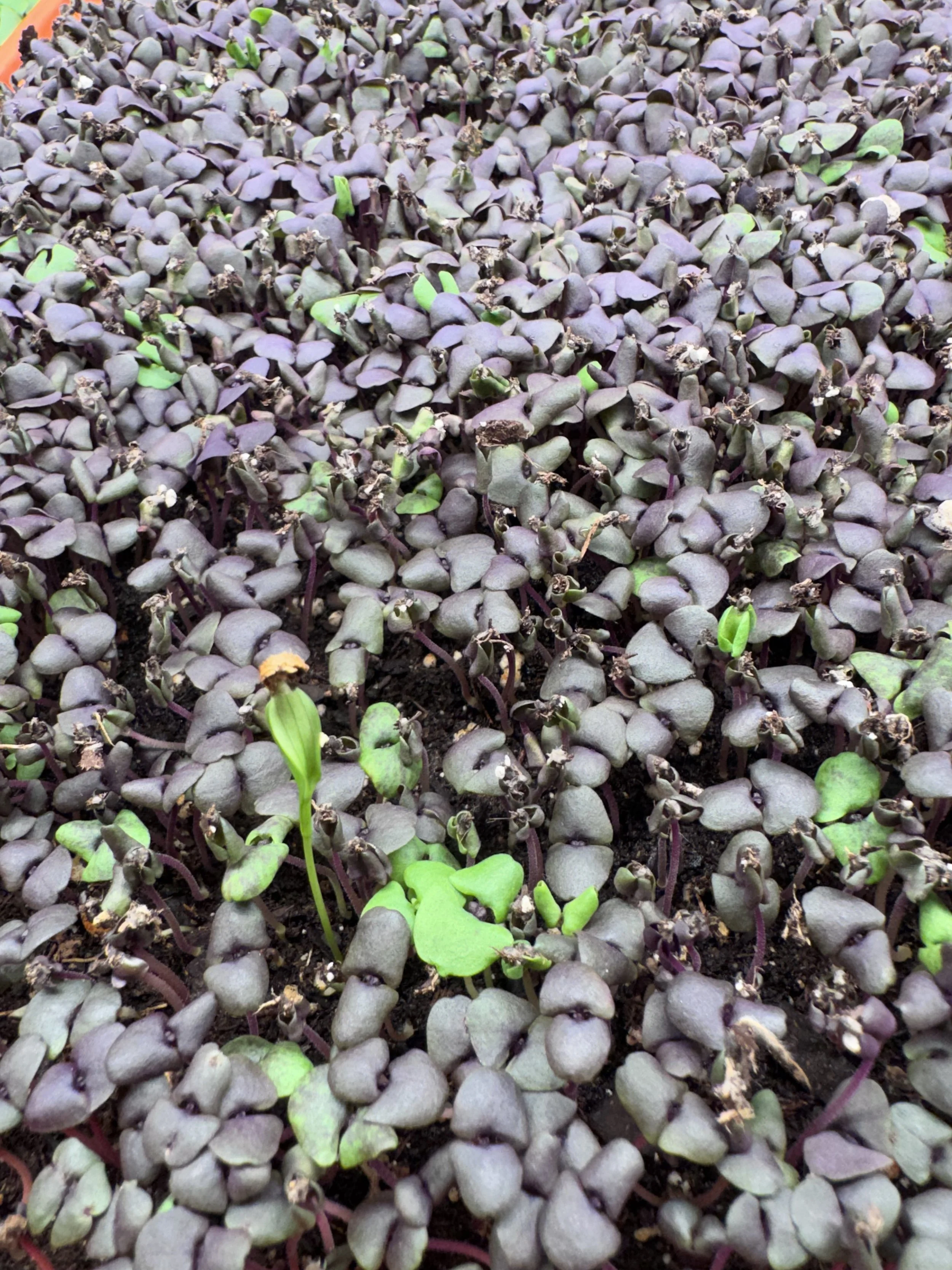 Basil, Dark Opal Micros (10x10 tray - cut) **Grown to Order**