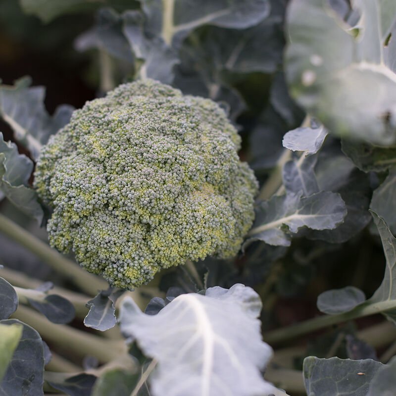 Marathon Broccoli Plant **Pre-Order Only**