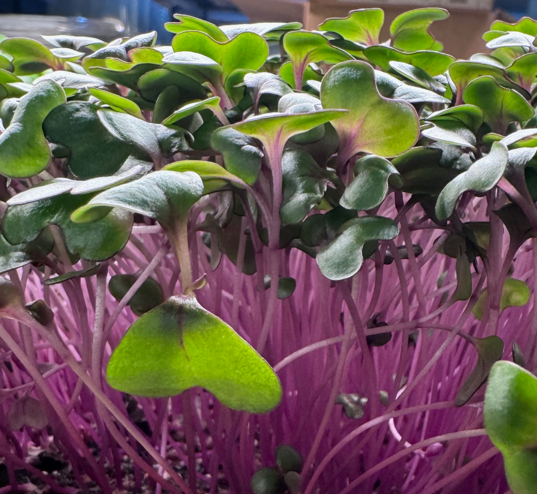 Red Cabbage Microgreens (1oz)