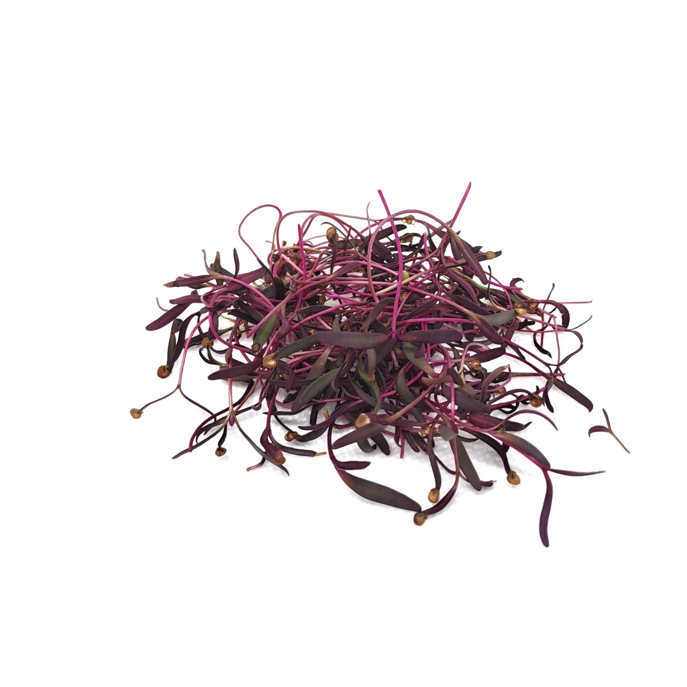 Red Orach (French Spinach) (1/2oz)