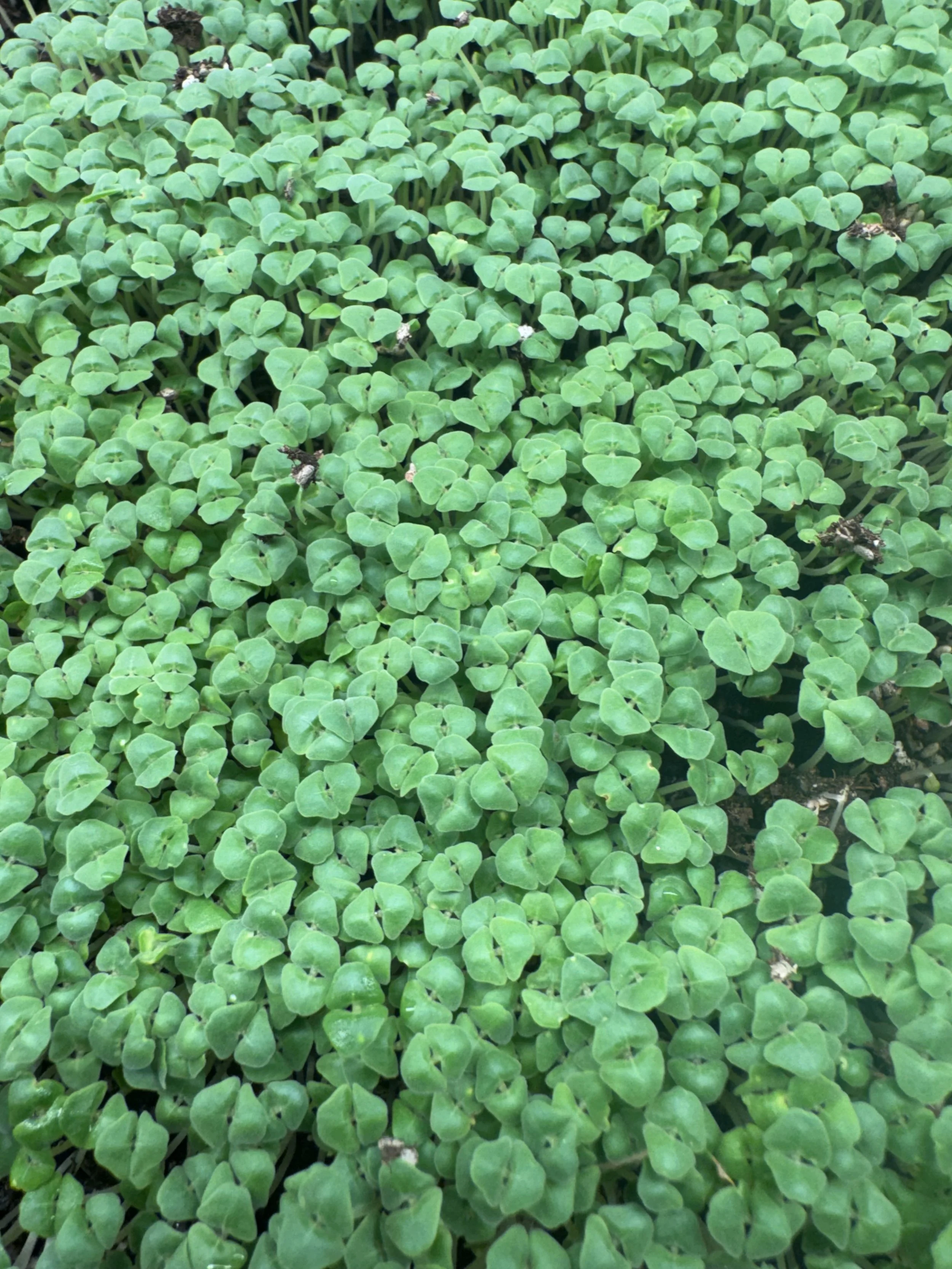 Chia Microgreens (10x10 tray - cut) **Grown to Order**