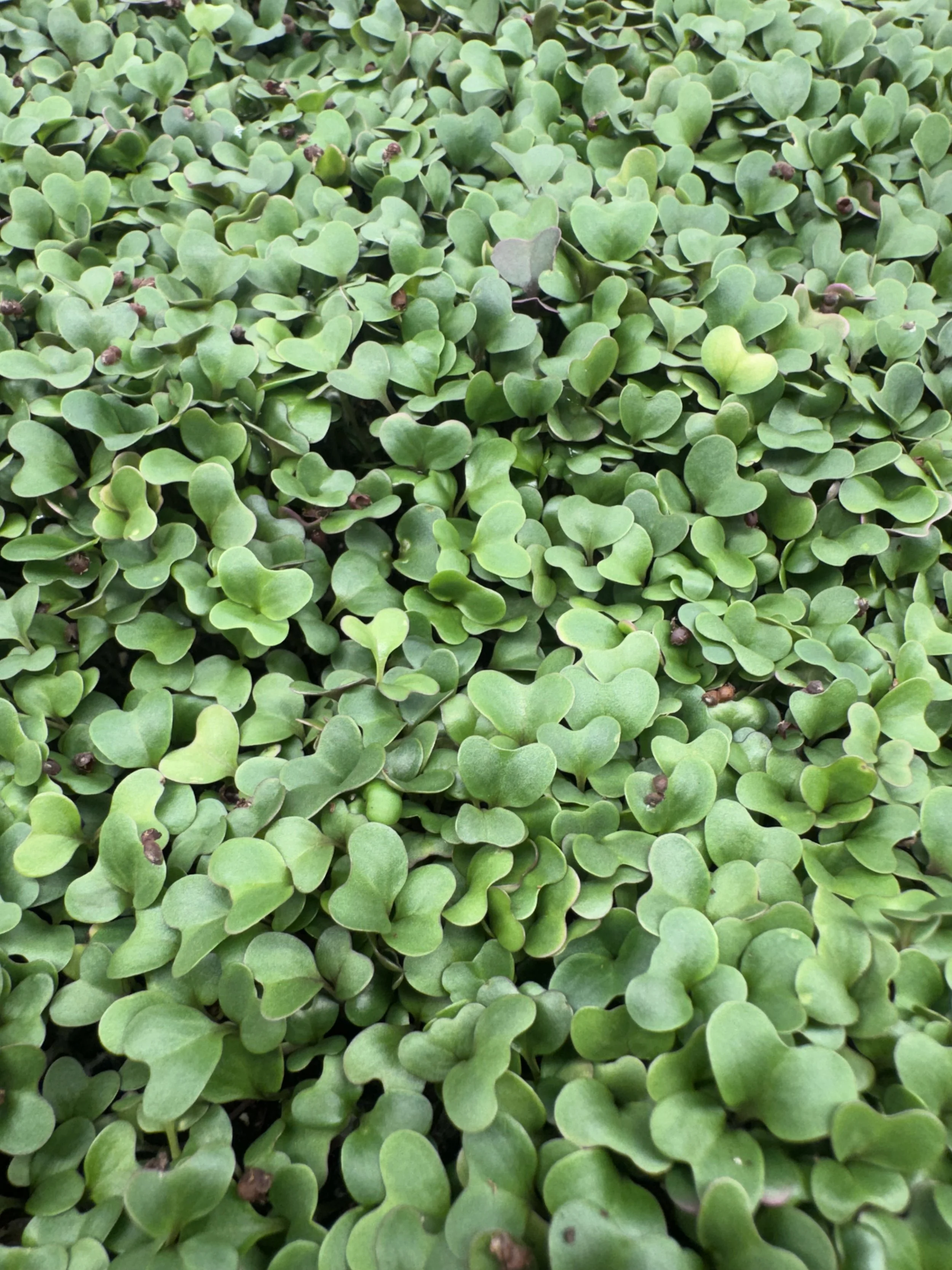 Broccoli Micros (1oz)