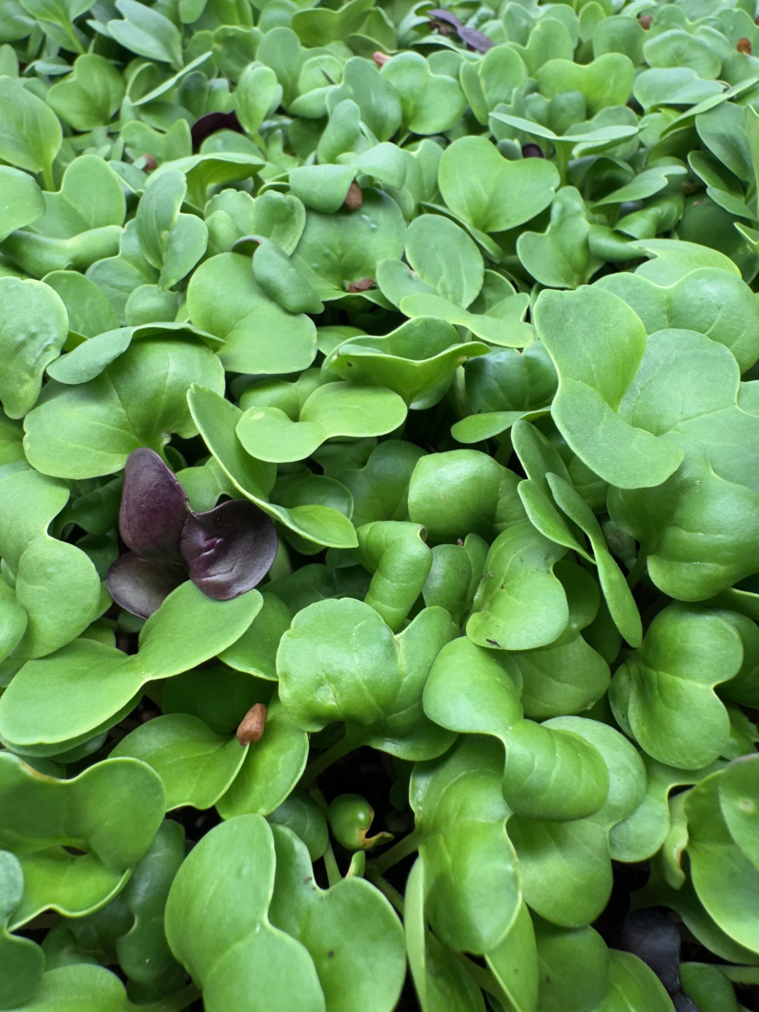 Sunflower Shoots & Radish Micros Blend (2oz)