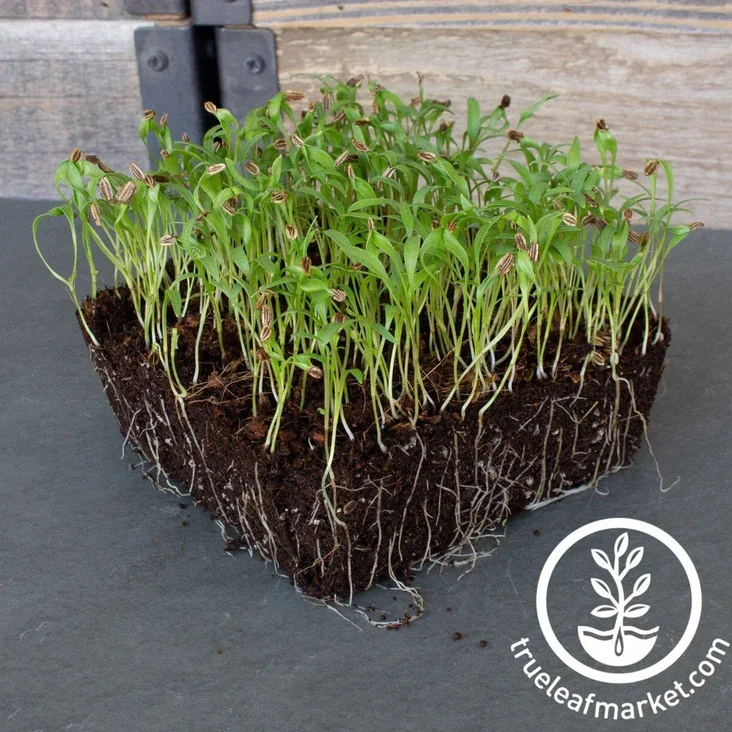 lovage-seeds-microgreens.webp