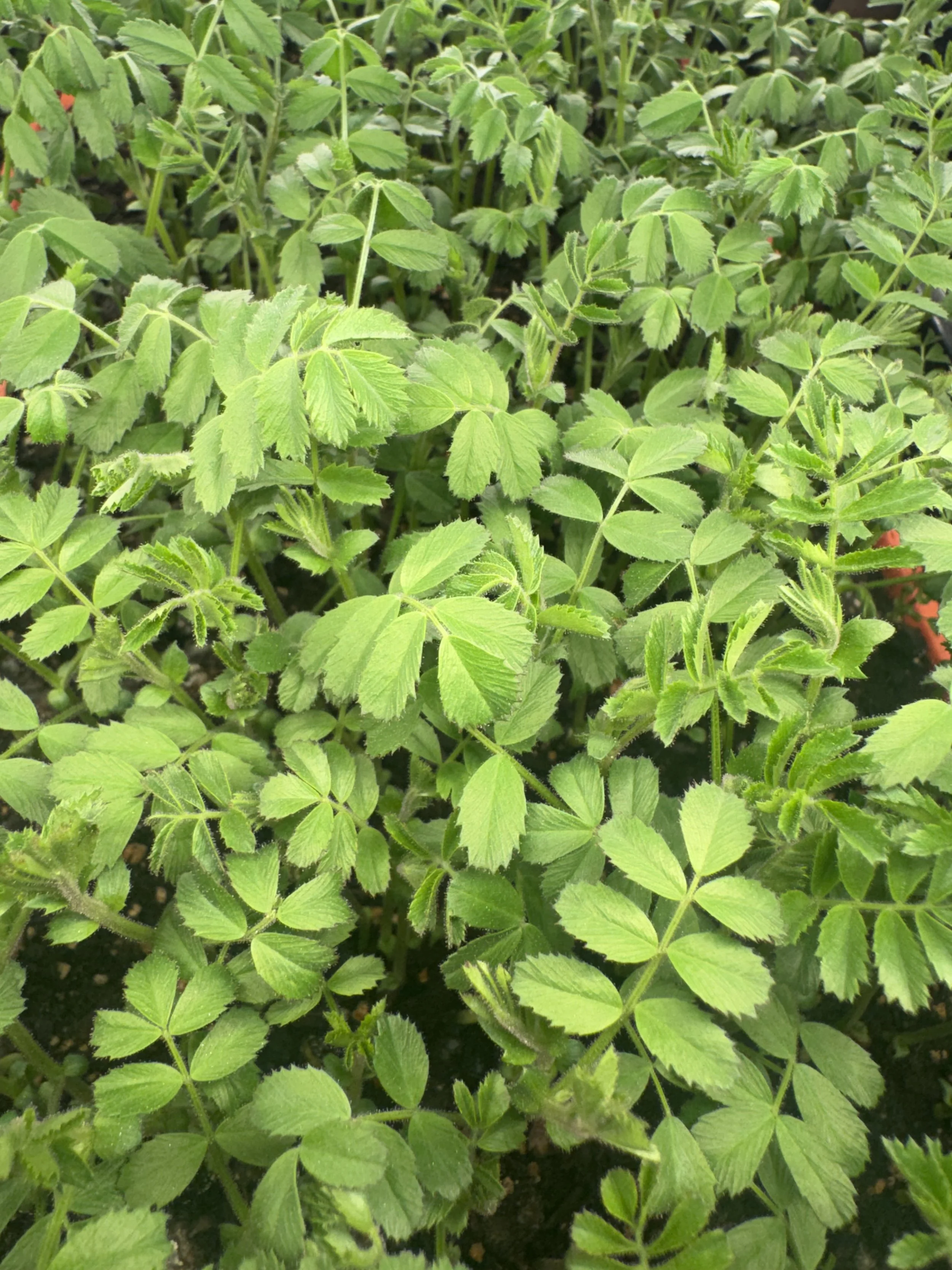 Black Garbanzo Bean Shoots (10x10 tray - cut) **Grown to Order**