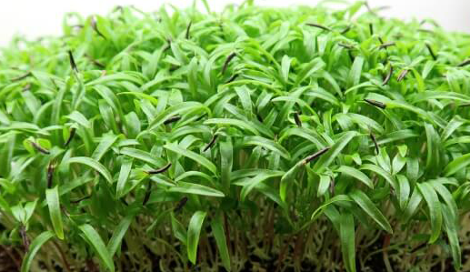 chervil-microgreens.png