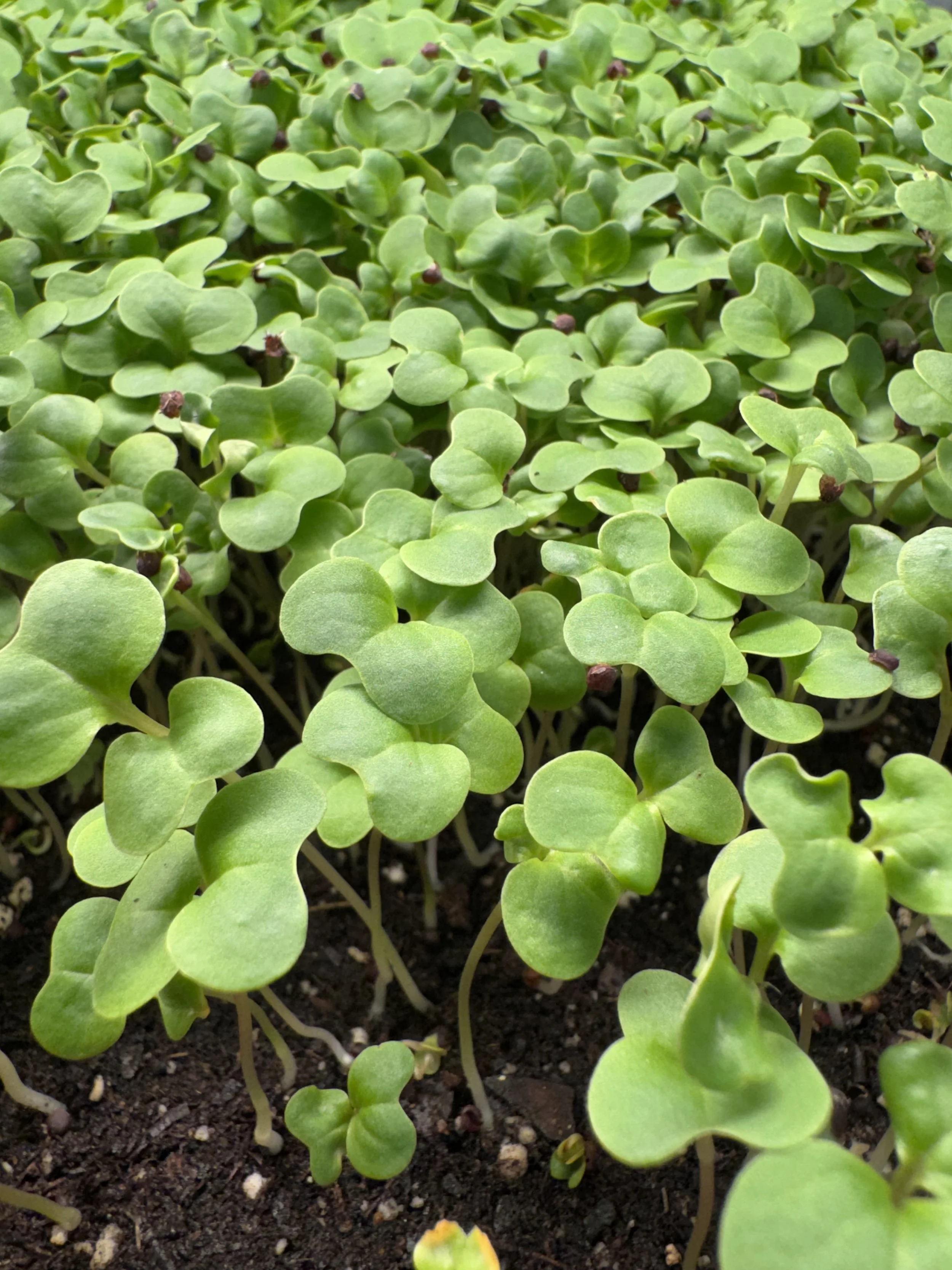 Canola Microgreens (10x10 tray - cut) **Grown to Order**