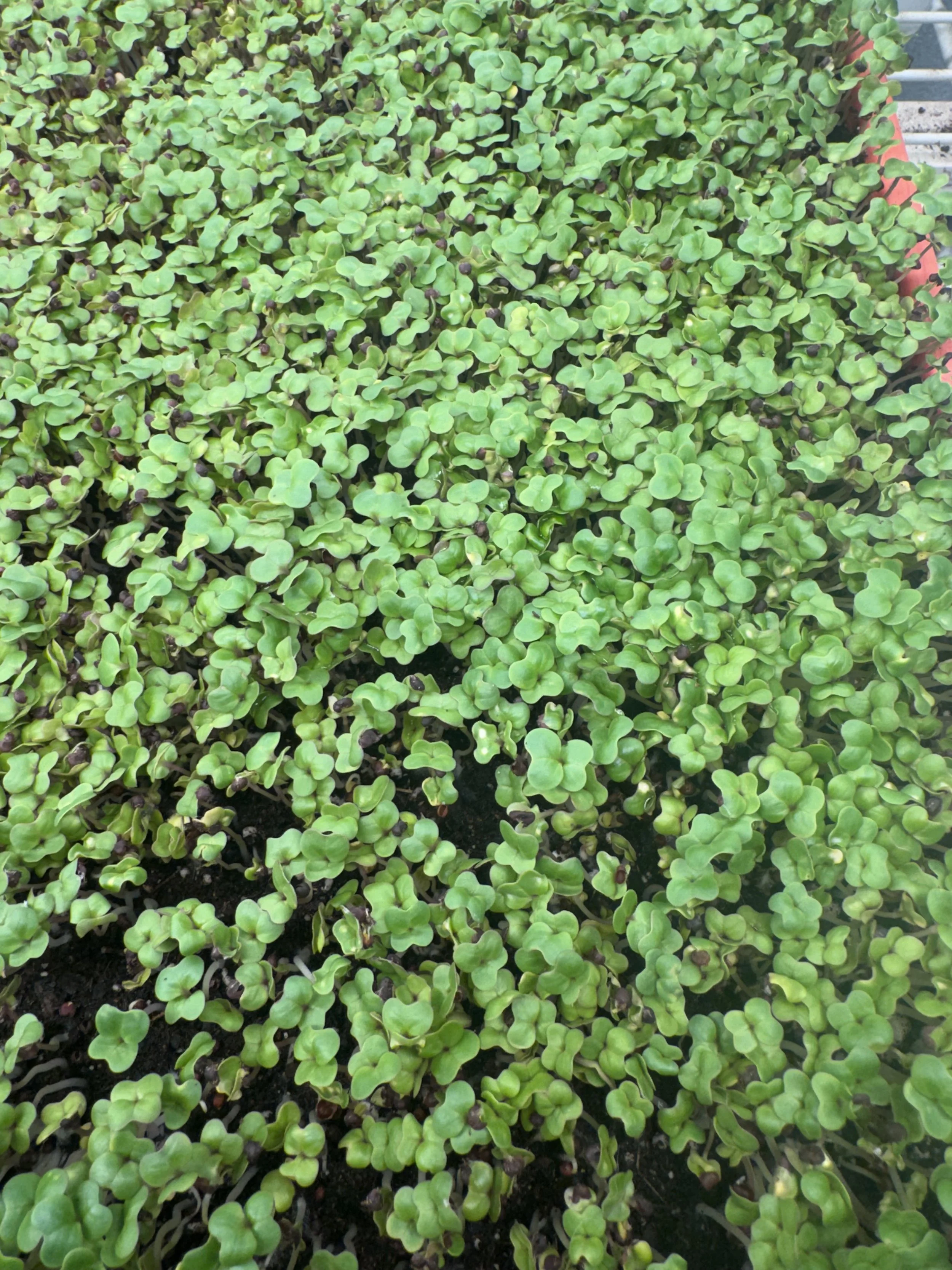 Canola Microgreens (10x10 tray - cut) **Grown to Order**