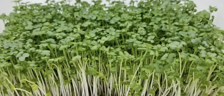 Spicy Brown Mustard Micros (1oz)