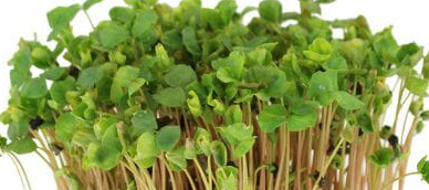 Buckwheat Microgreens (2oz)