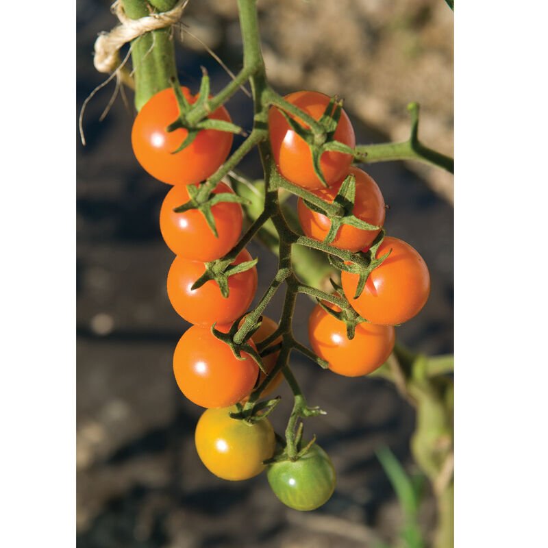 Sun Gold Tomato Plant **Pre-Order Only**