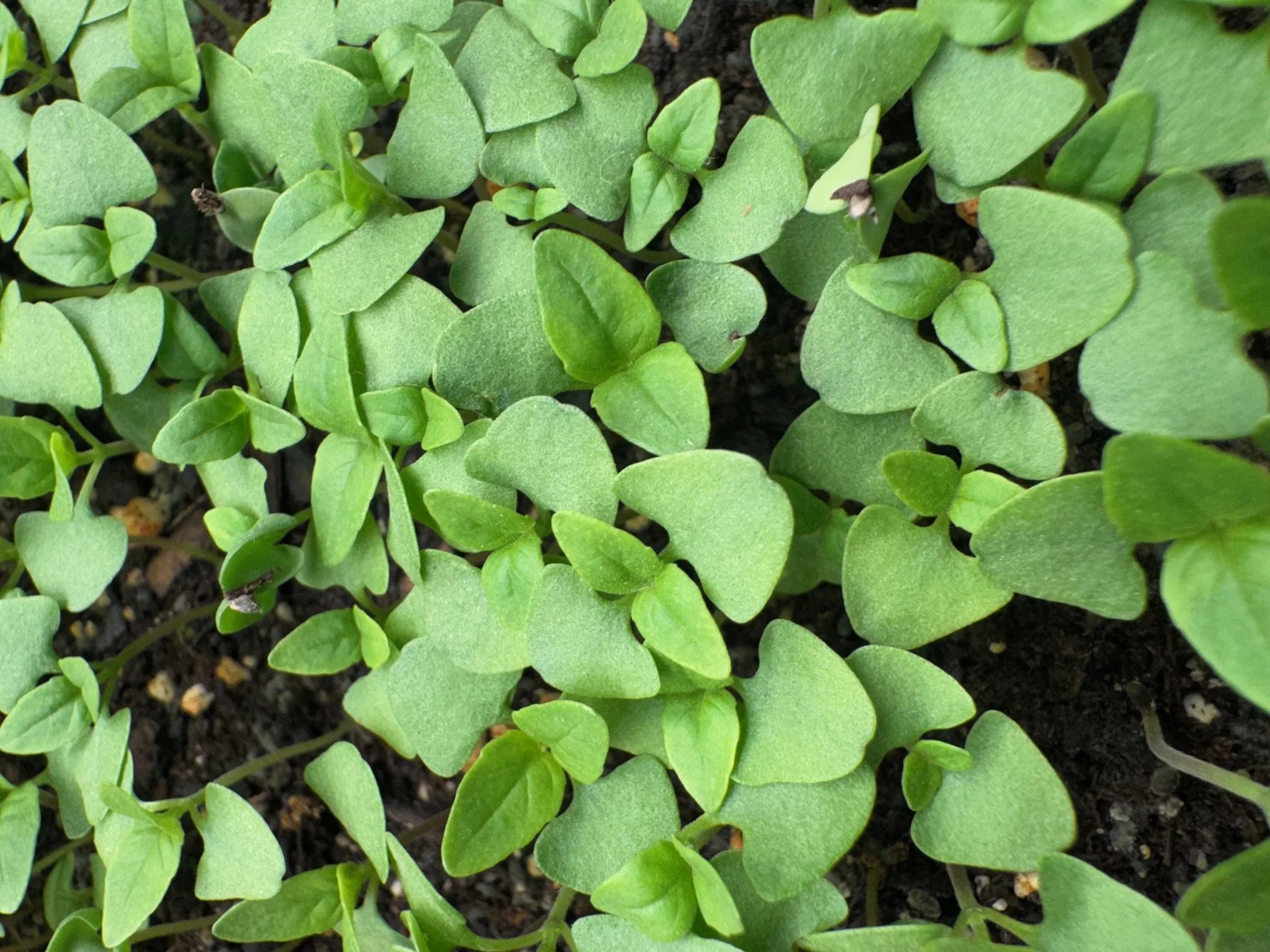 Basil, Thai Micros (10x10 tray - cut) **Grown to Order**