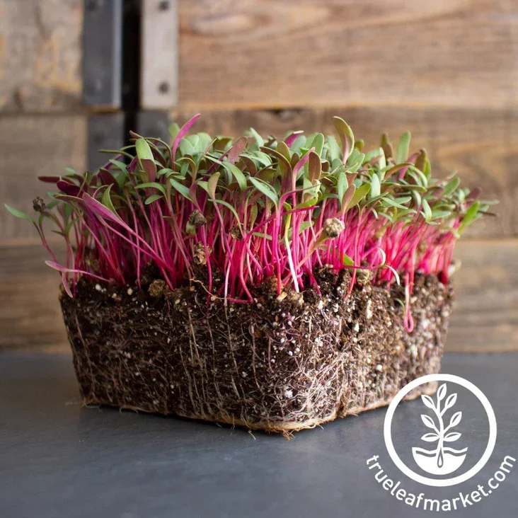Swiss Chard Microgreens (10x10 tray - cut) **Grown to Order**
