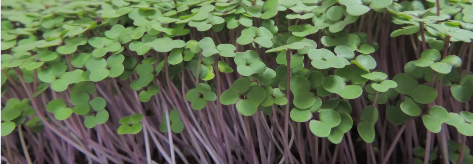 Kale Microgreens (1oz)