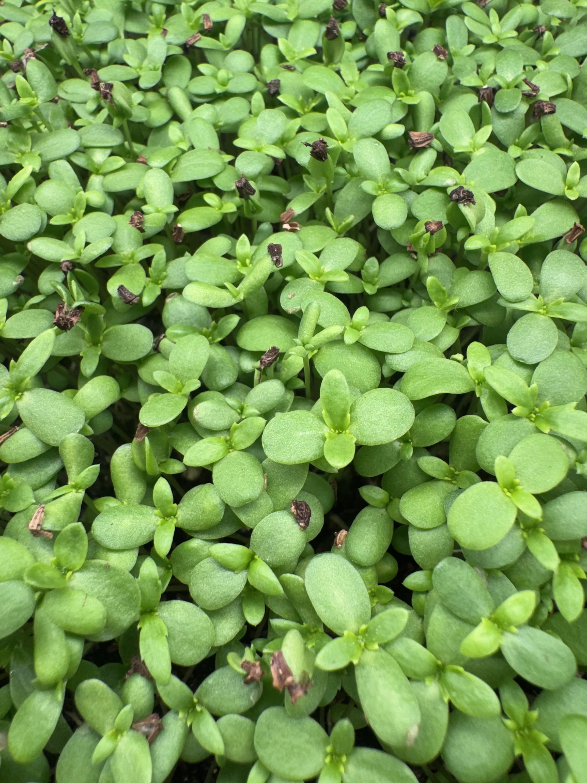 Chrysanthemum Microgreens (10x10 tray - cut) **Grown to Order**