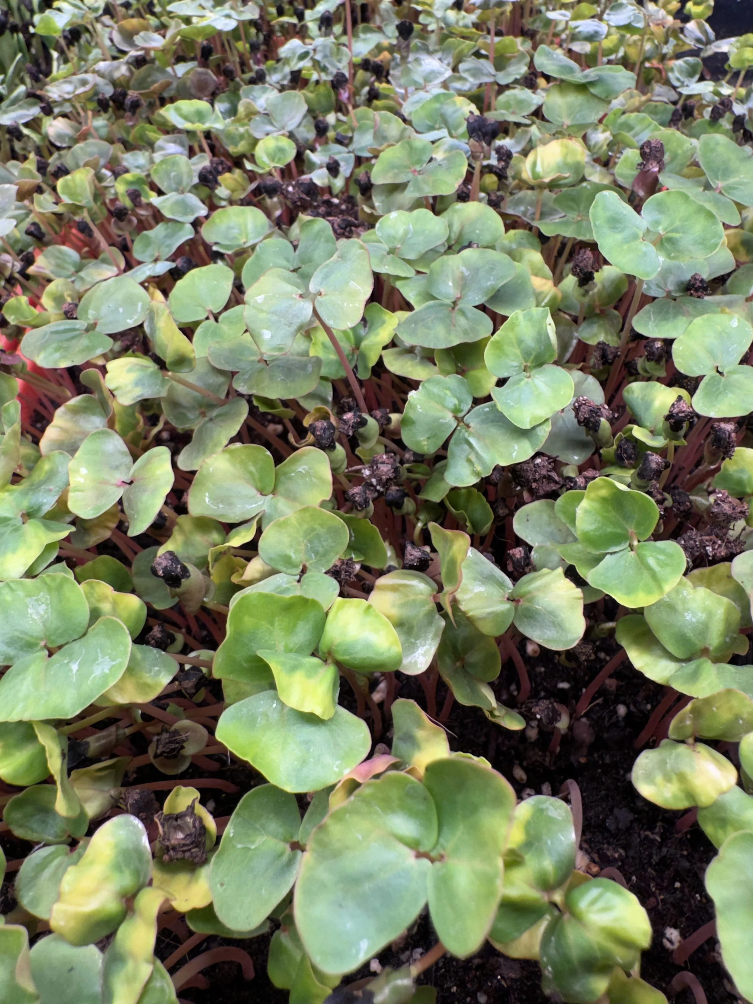 Buckwheat Microgreens (2oz)