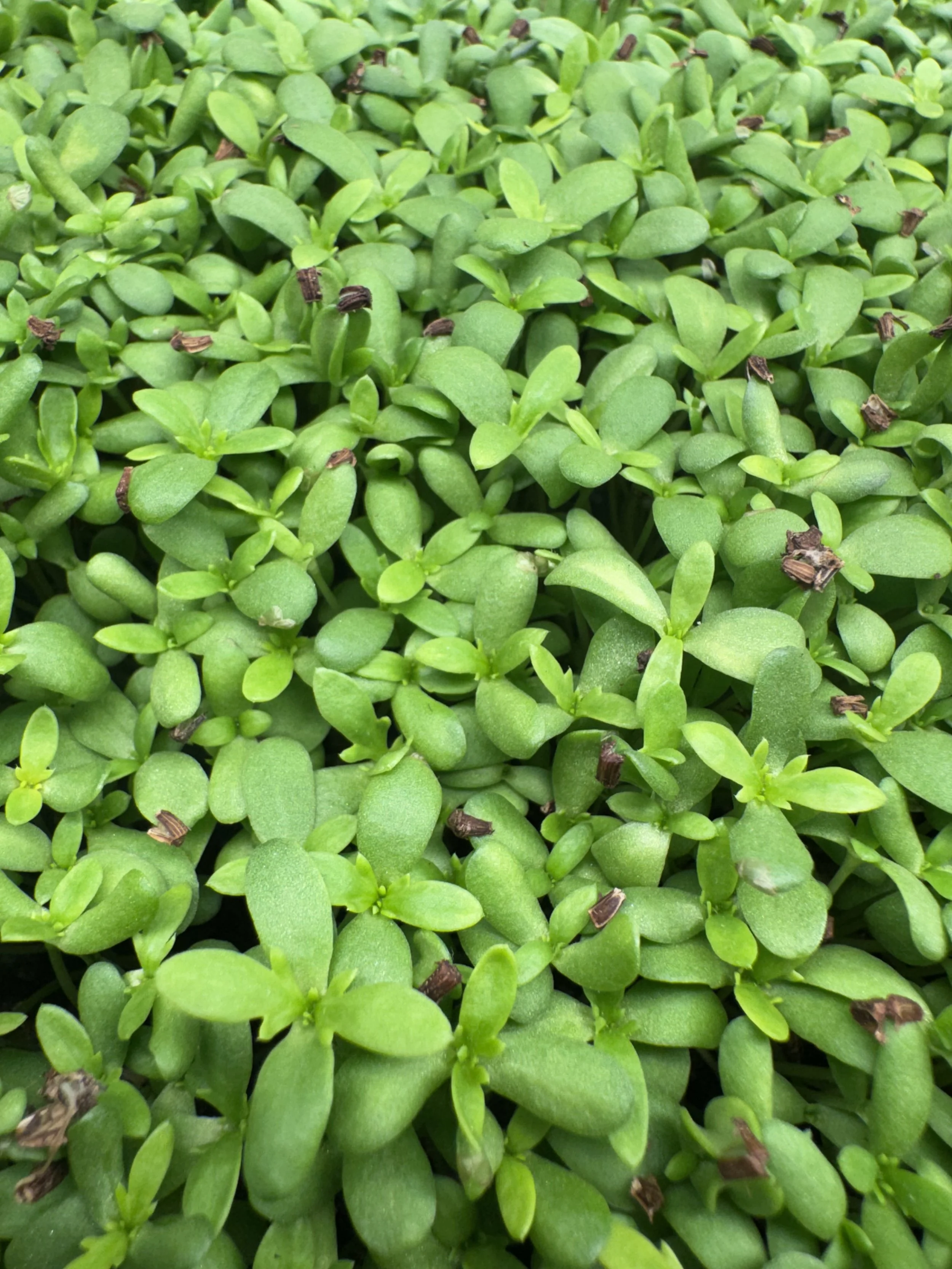 Shungiko (Purple) (10x10 tray - cut) **Grown to Order**
