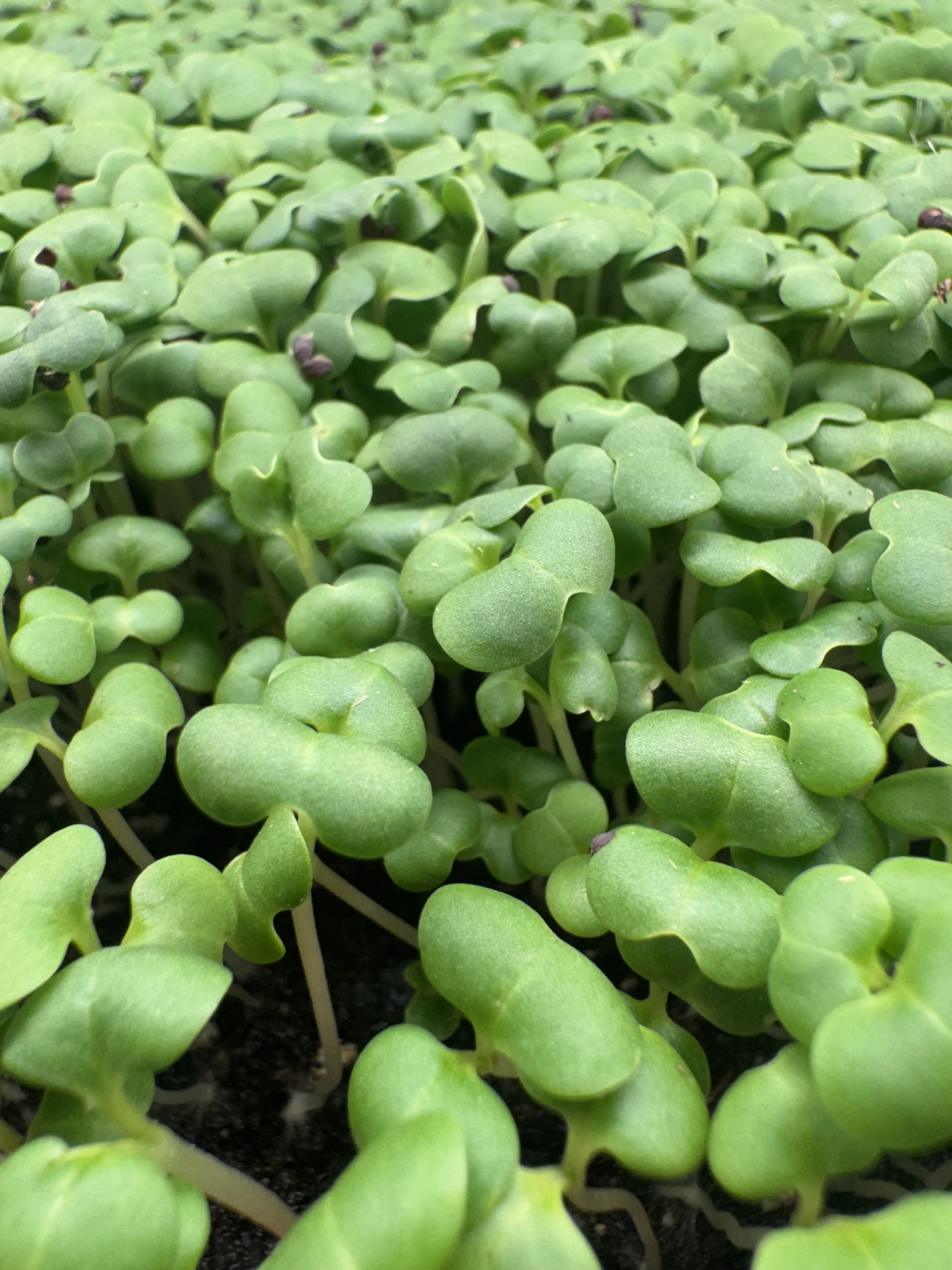 Pak Choy Micros (1oz)