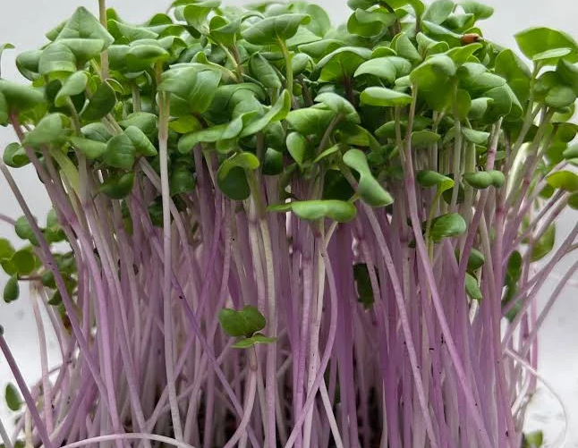 Radish, China Rose (2oz)