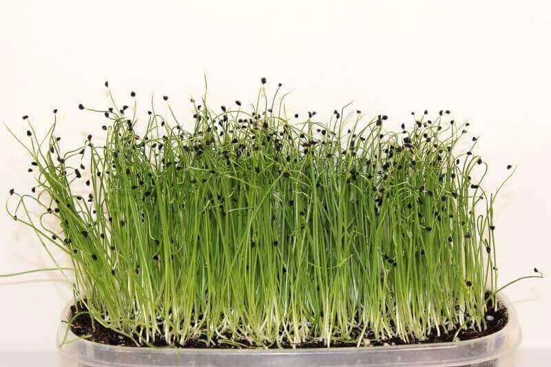 american-flag-leek-microgreen-wb.jpg
