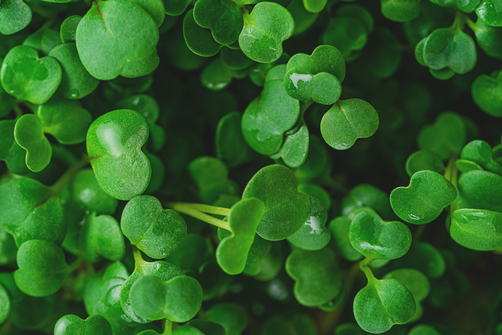 Arugula Micros (1oz)