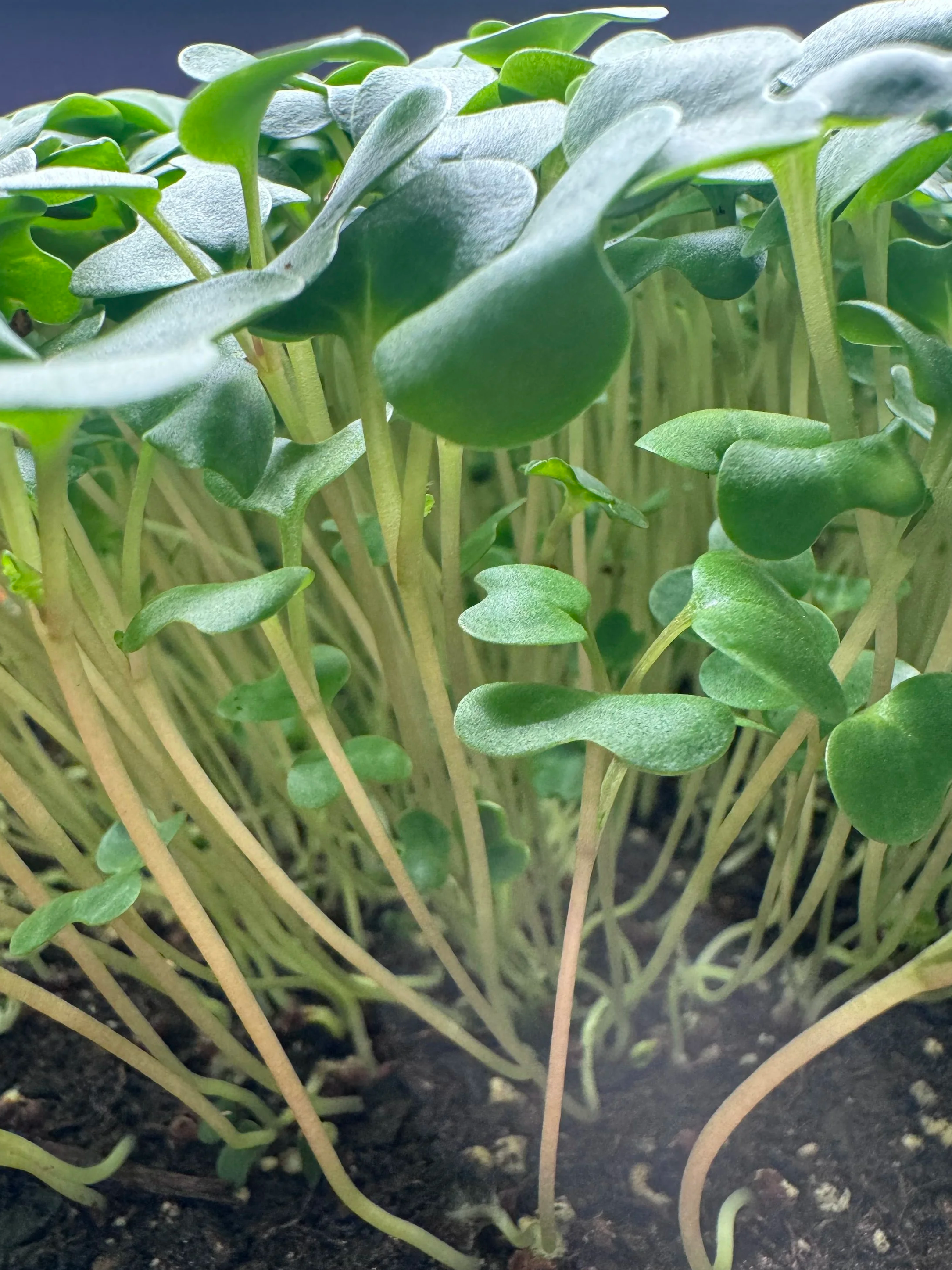 Garlic Kale Microgreens (1oz)