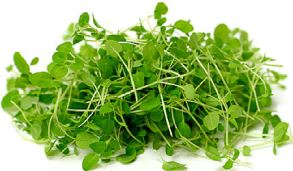 Oregano, Greek (.4oz)