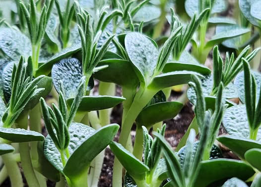 Sweet Lupine Microgreens (1oz)